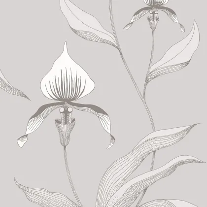 Orchid wallpaper in White & Shell on Dove