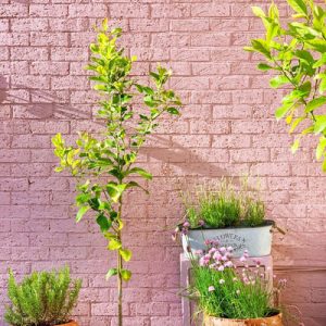 Masonry paint deep base